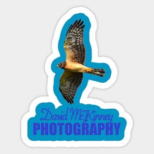 Northern Harrier DMP Sticker